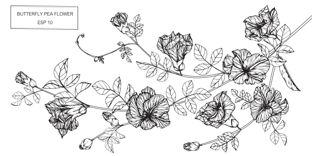 Butterfly,pea,flowers,drawing,and,sketch,with,line Art,on,white